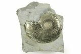 Pyritized Jurassic Ammonite (Amaltheus) Fossil - France #367618-1